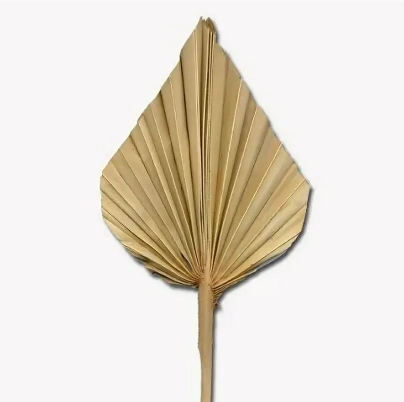 Листья пальм копье в Москве