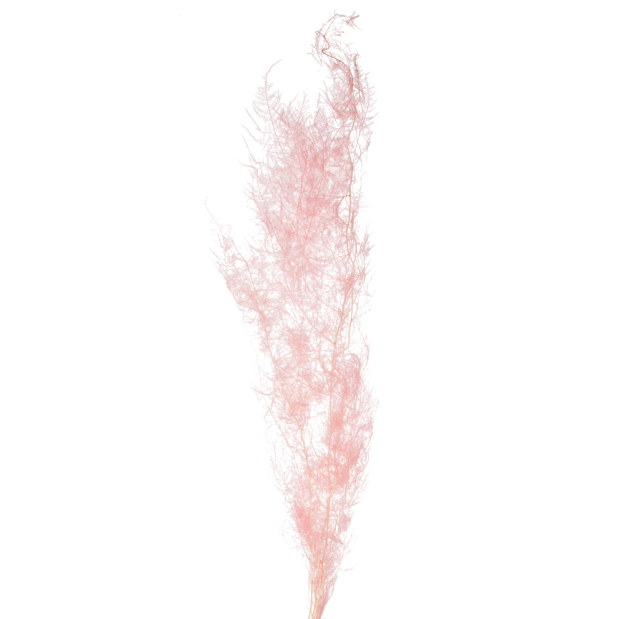 Листья Аспарагус стабилизированный сетацеус розовый