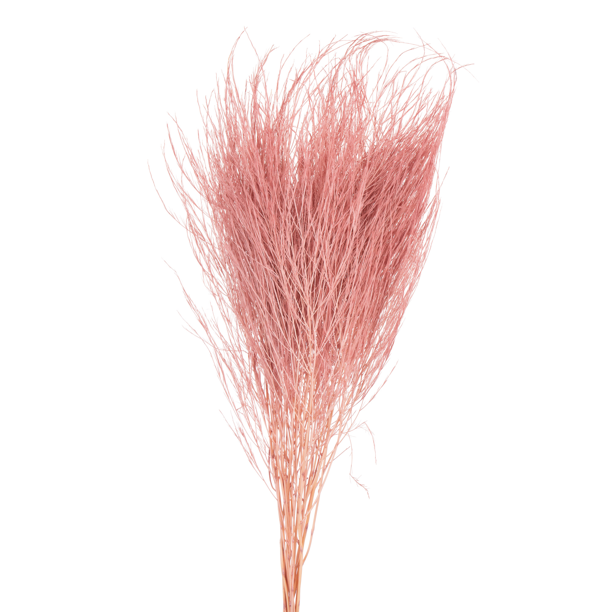 Листья Аспарагус стабилизированный виргатус розовый