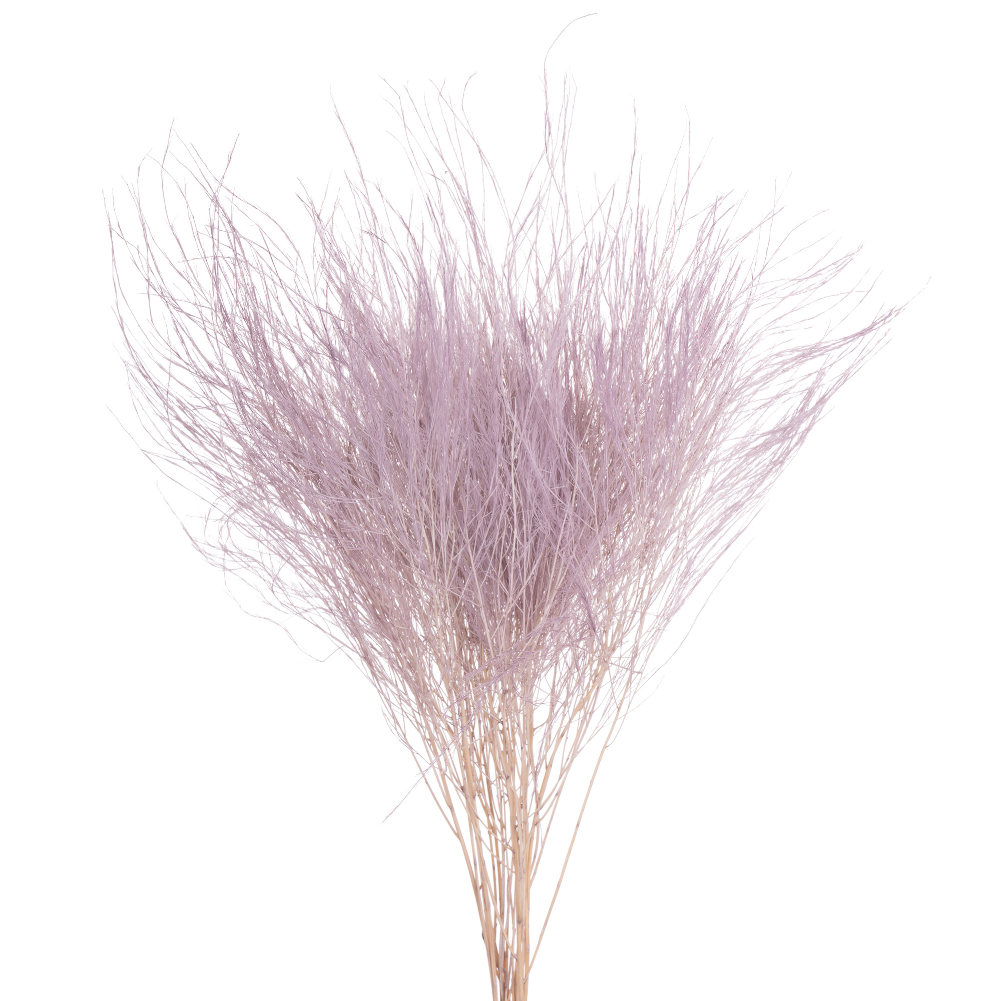 Листья Аспарагус стабилизированный виргатус пурпурный
