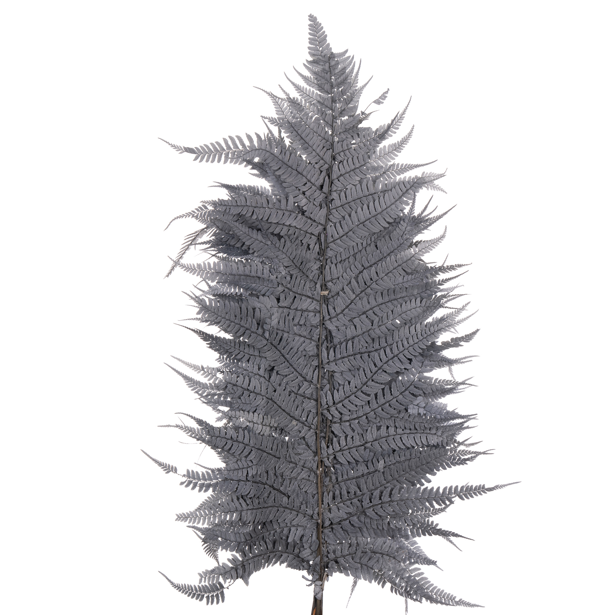 Листья Папоротник стабилизированный краш. серый