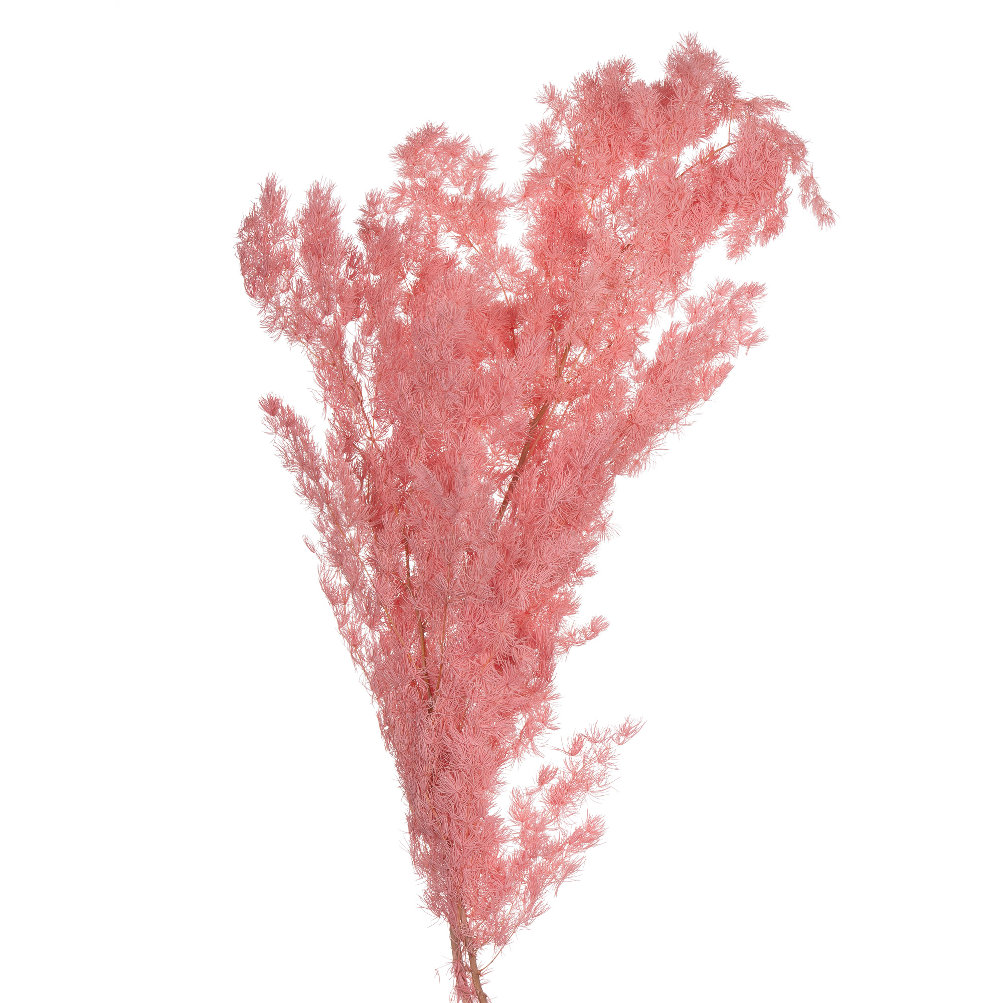 Листья Аспарагус стабилизированный мириокладус минг дарк пинк