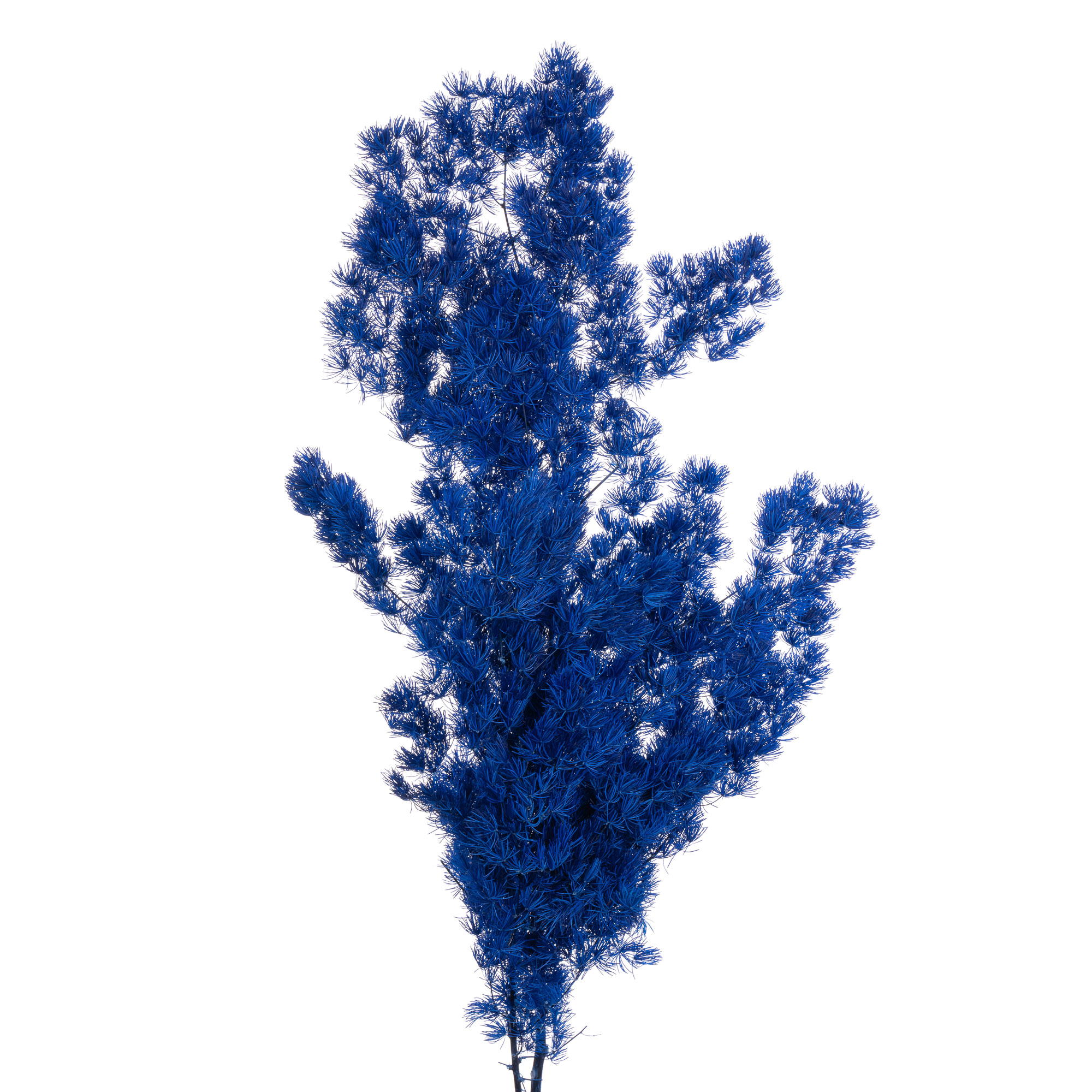 Листья Аспарагус стабилизированный мириокладус минг джеверли блу