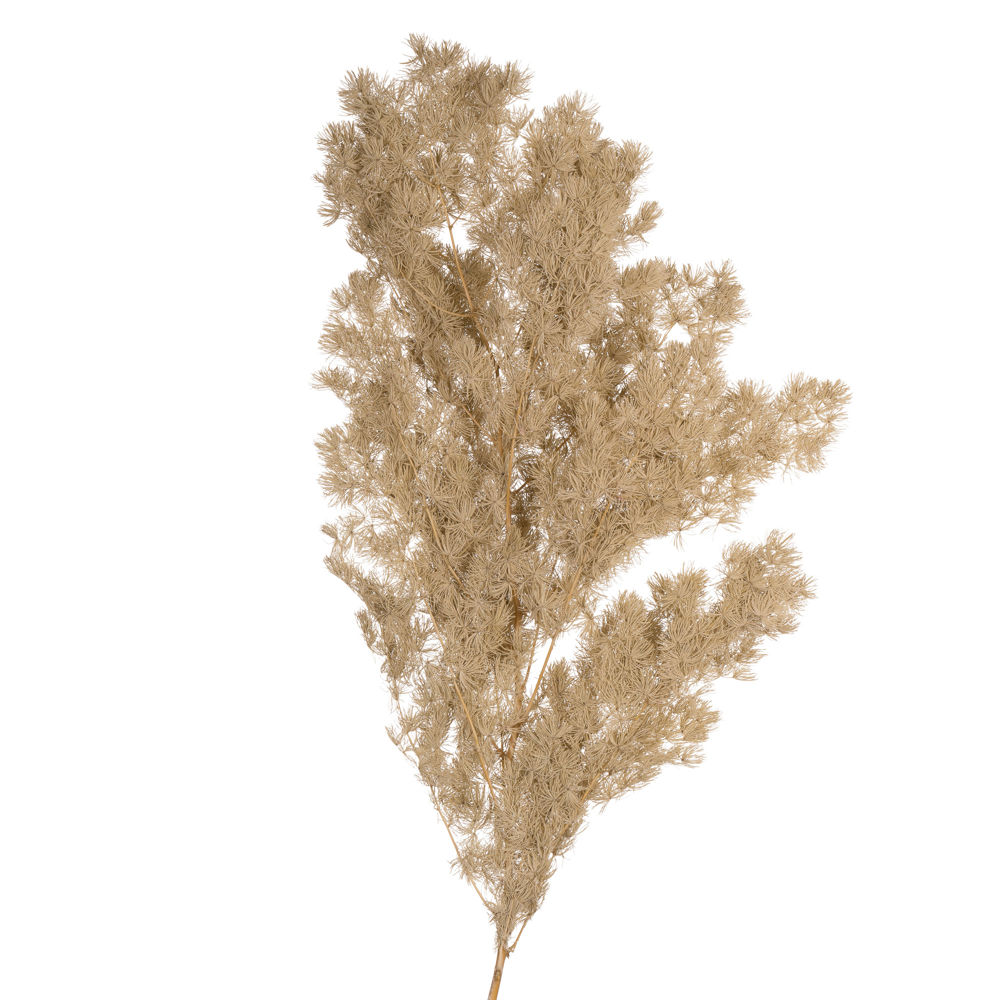 Листья Аспарагус стабилизированный мириокладус минг лайт грин