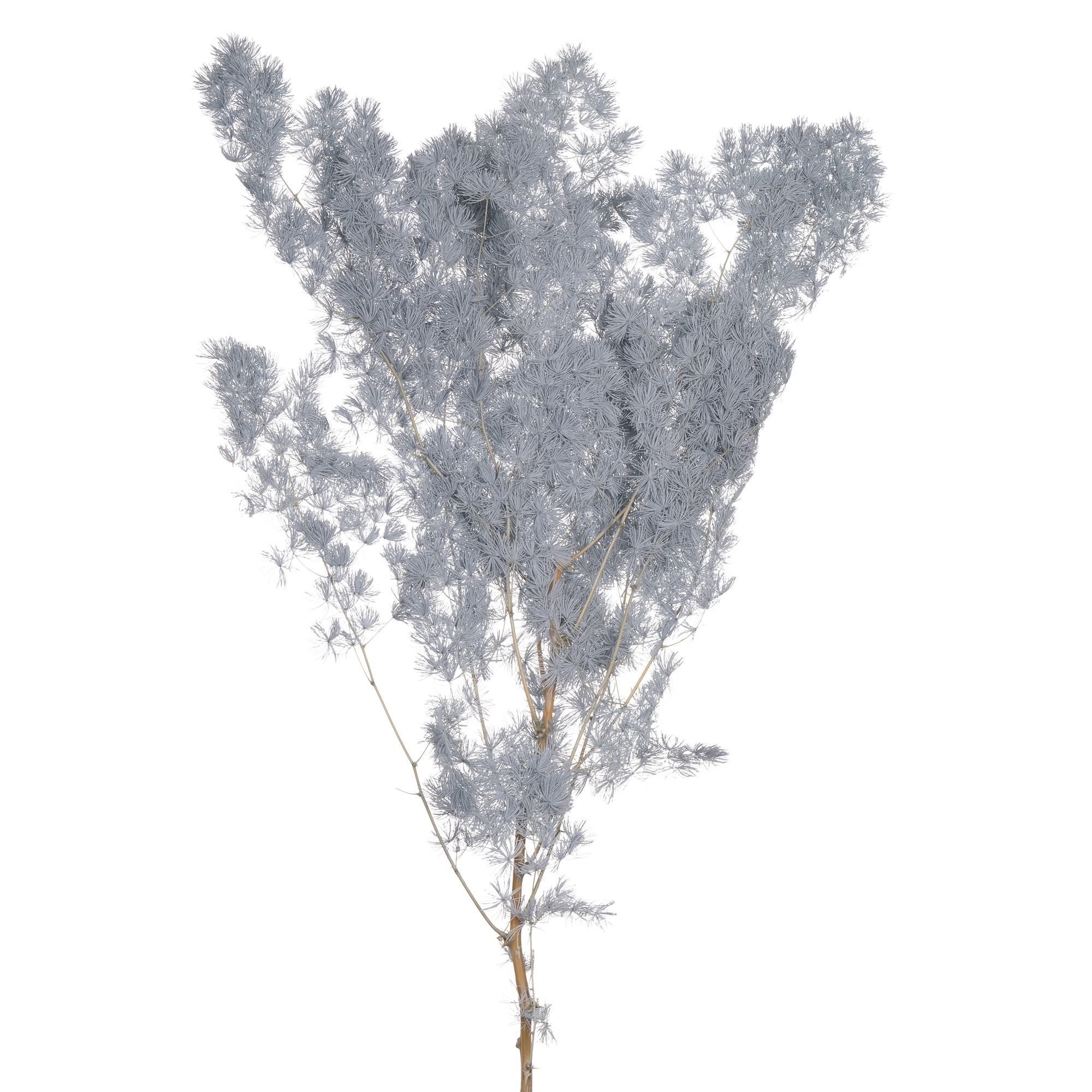 Листья Аспарагус стабилизированный мириокладус минг грей блу