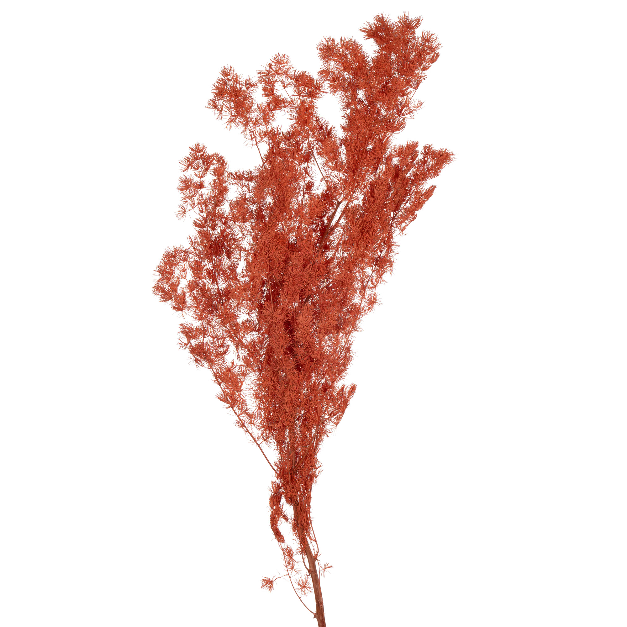 Листья Аспарагус стабилизированный мириокладус минг оранжевый