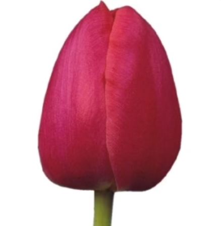 Тюльпан эн темно-розовый