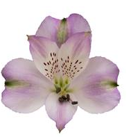 Альстромерия луизиана в Москве