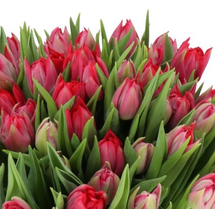 Tulip double red velvet