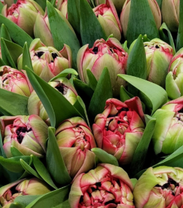 Tulip double red velvet