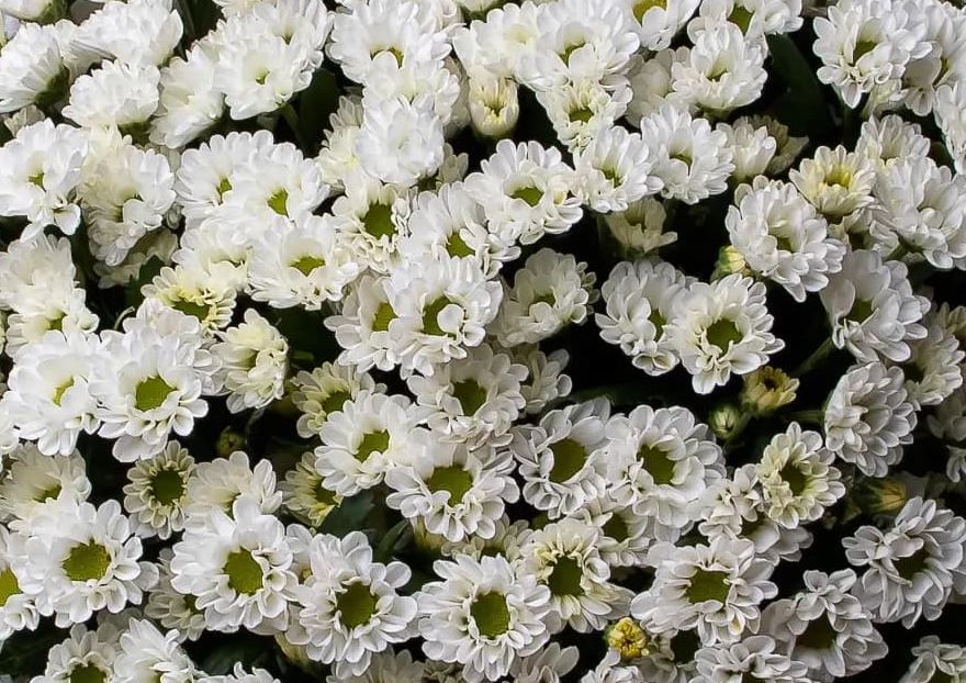 Chrysanthemum santini linda | Wholesale flowers, plants and supplies Chrysanthemum santini linda