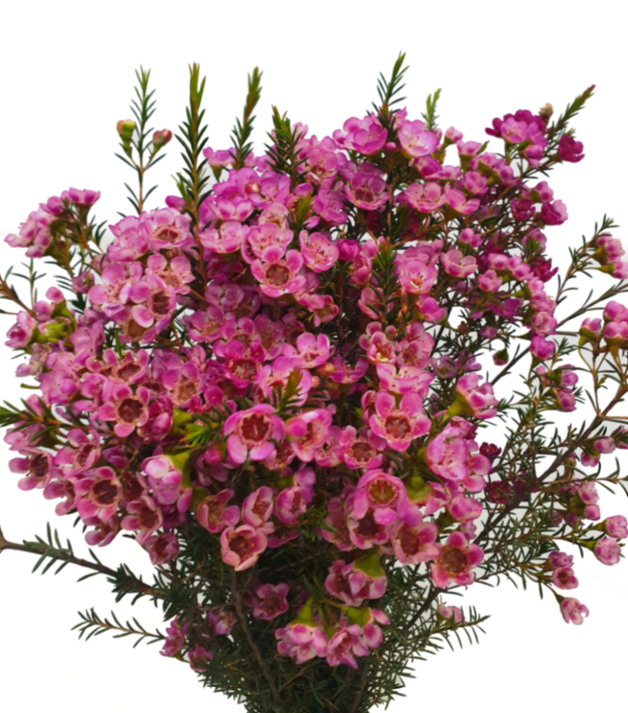 Хамелациум хармони в Москве