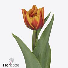 Tulip double atlas