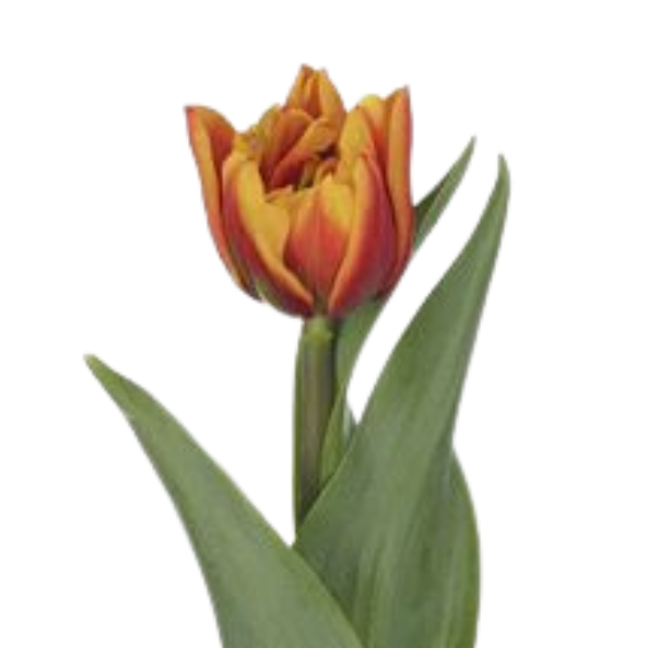 Тюльпан махровый атлас в Новосибирске