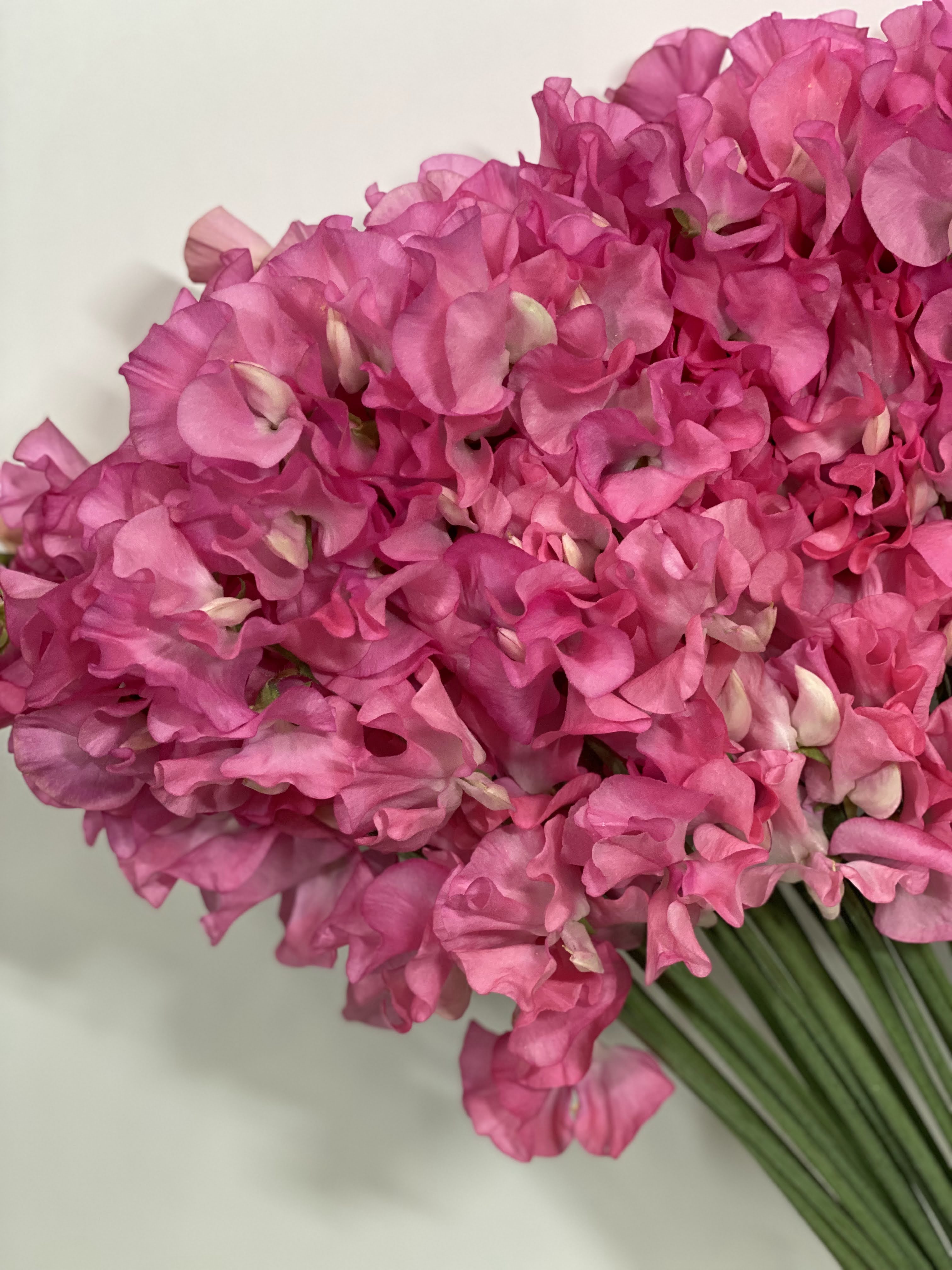 Lathyrus odoratus valentine