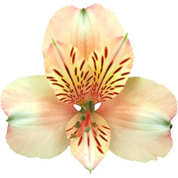 Alstroemeria canyon | Wholesale flowers, plants and supplies Alstroemeria canyon
