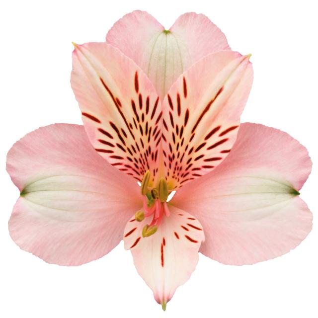 Alstroemeria winnipeg