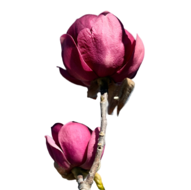 Ветки Магнолия цветущая блэк тюлип