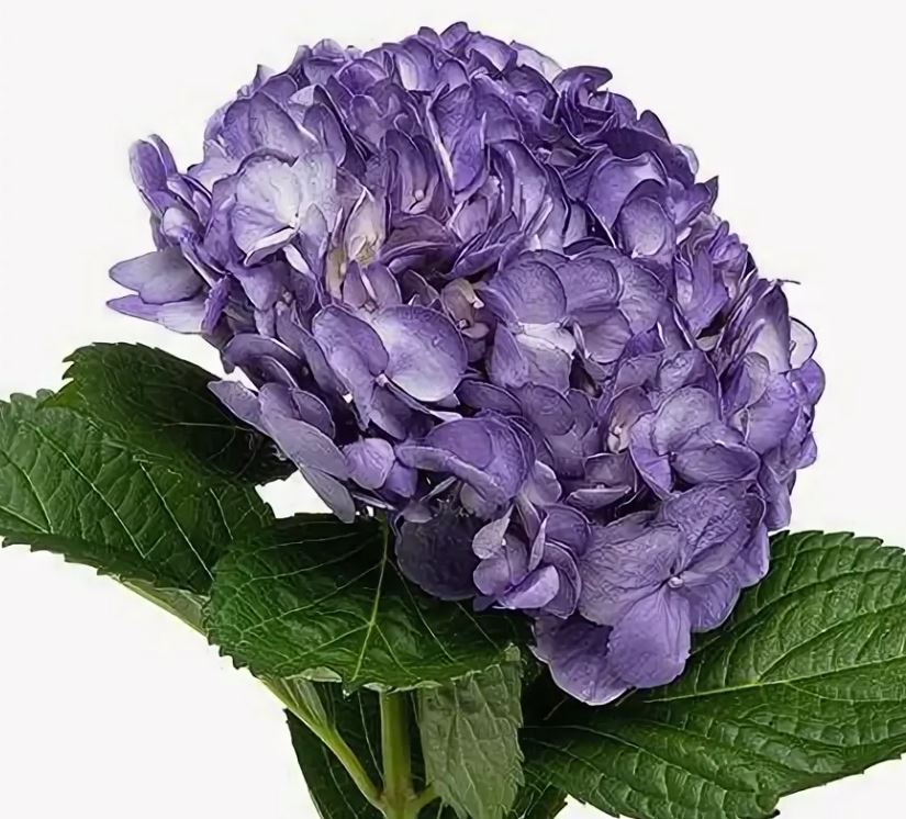 Hydrangea tinted premium violet