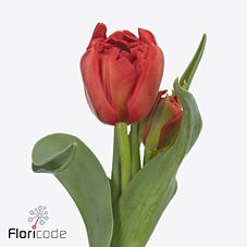 Тюльпан ду эдендейл