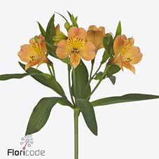 Alstroemeria aurora | Wholesale flowers, plants and supplies Alstroemeria aurora