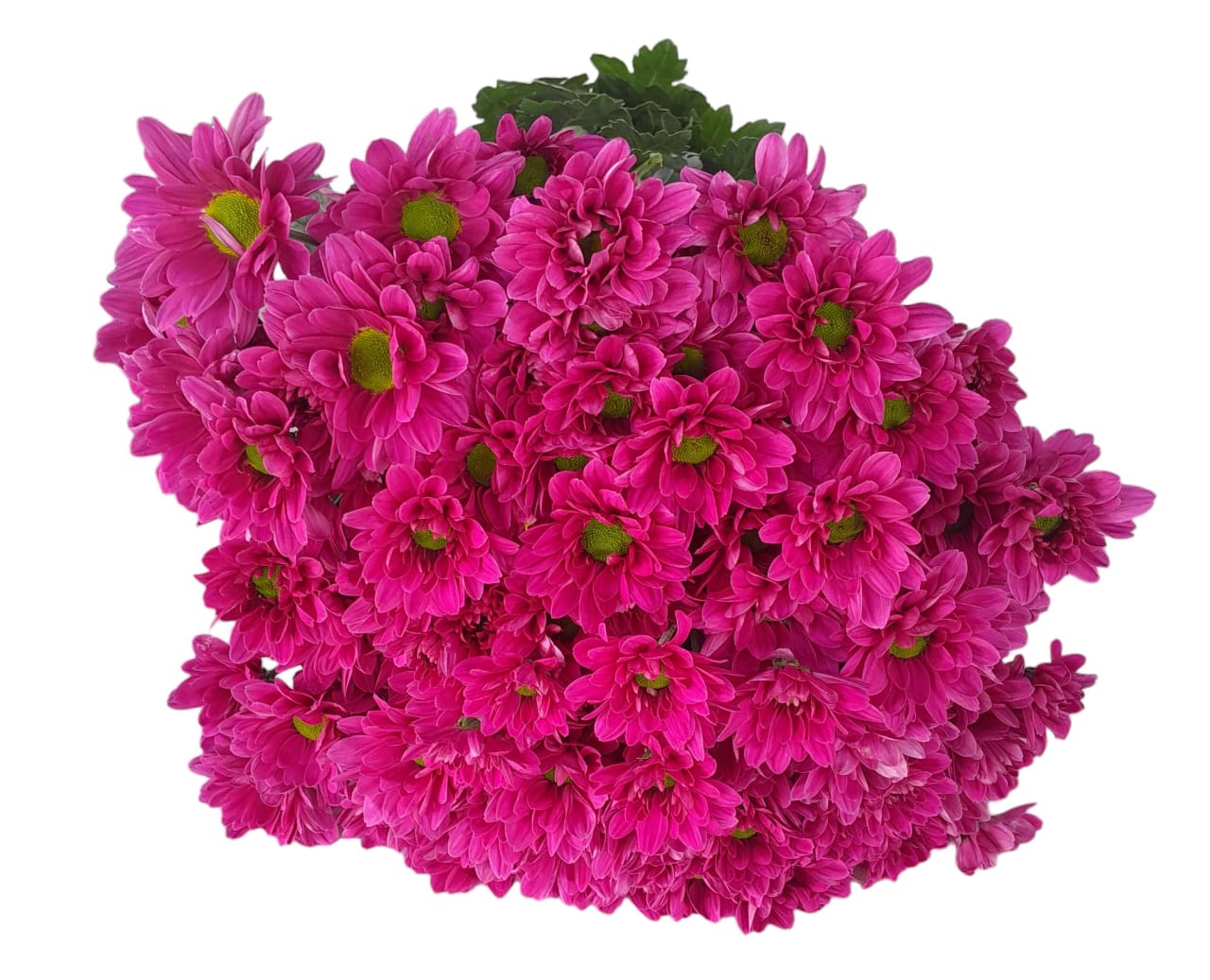 Chrysanthemum spray vespa | Wholesale flowers, plants and supplies Chrysanthemum spray vespa