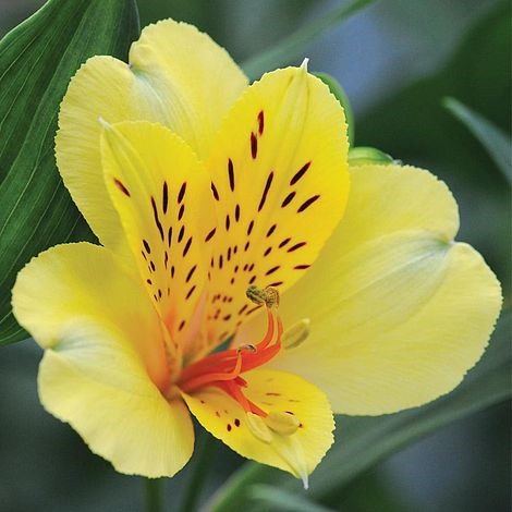 Alstroemeria canari