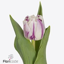 Tulip double mystic flame