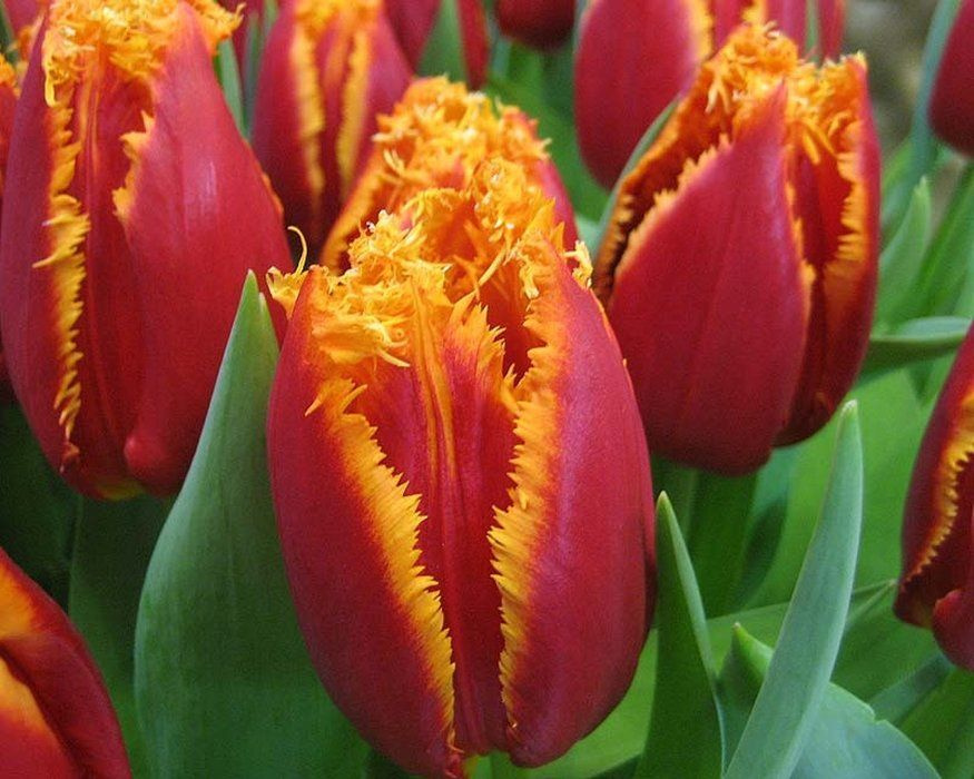 Тюльпан бахромчатый рамбо в Москве