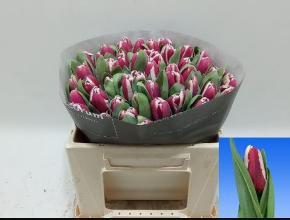 Tulip enkel danger zone