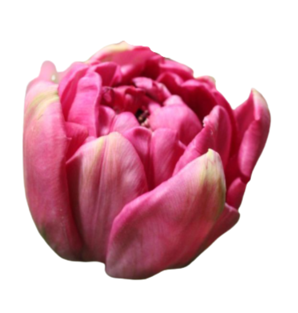 Tulip double purple power