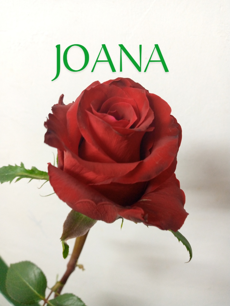Роза гр джоана
