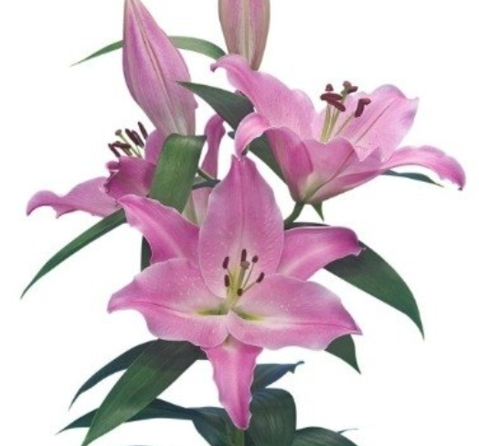 Lilium oriental barista
