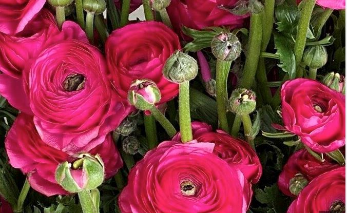 Ranunculus clooney hot pink