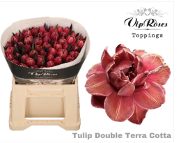 Tulip double vrf terra cotta