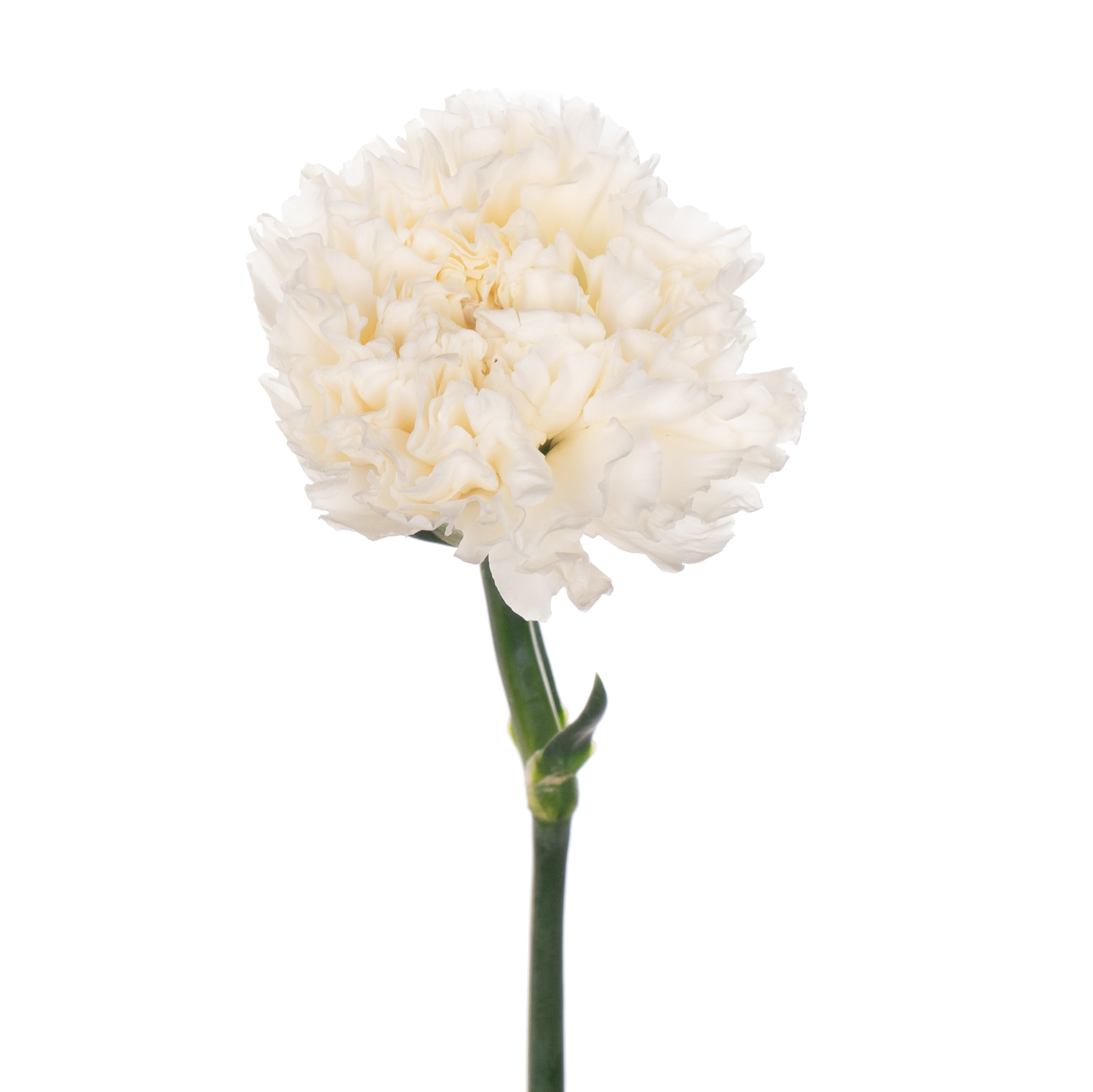 Carnation nives