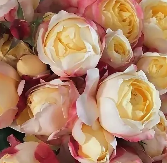 Rose spray princess suki