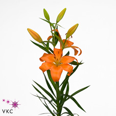 Lilium la-hybrid eremo