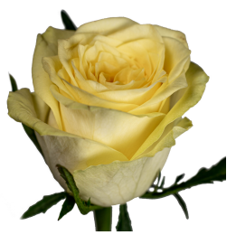 Роза гр лемончелло в Санкт-Петербурге