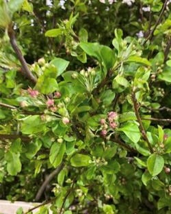 Ветки Малус ред сентинел с цветами в Москве