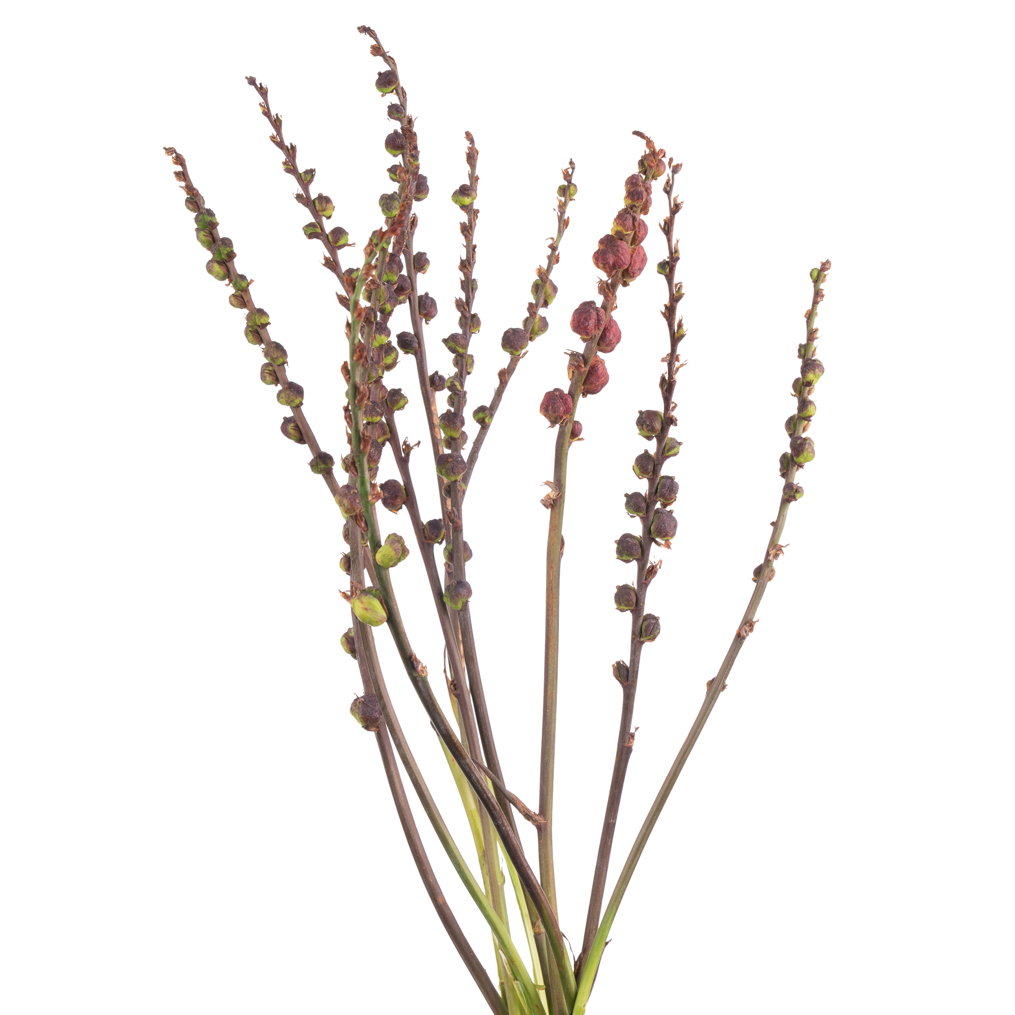 Crocosmia saturnus berry