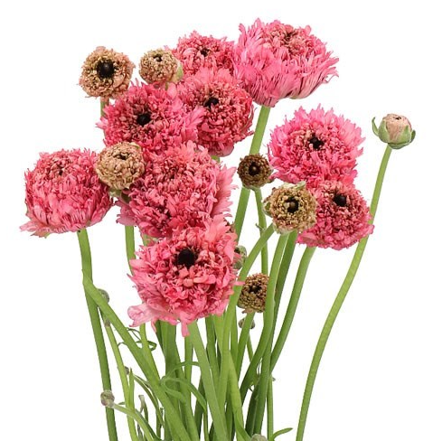 Ranunculus romance poodle ramlia