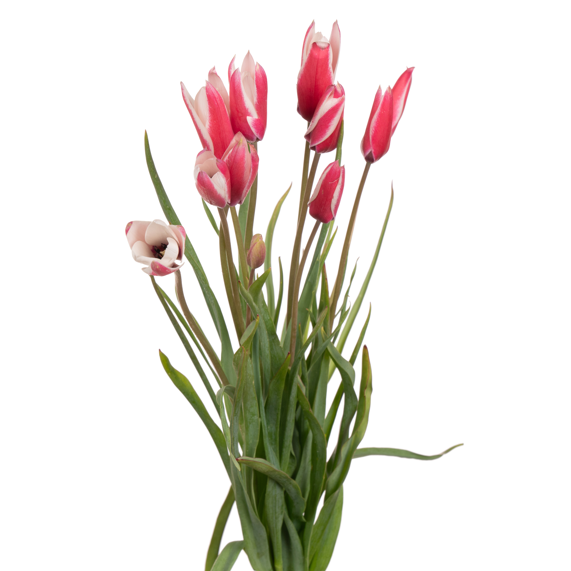 Tulip clusiana red-white