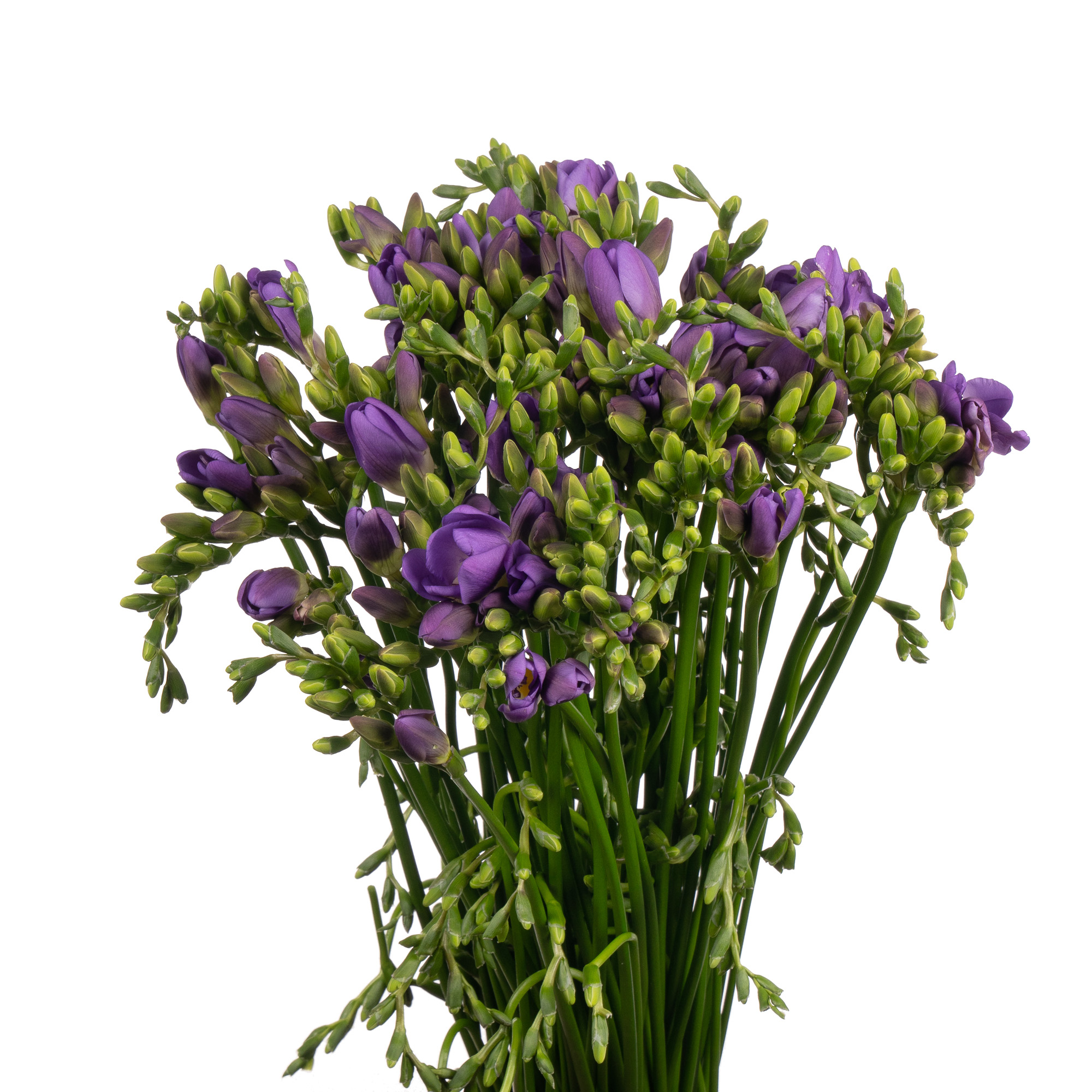 Фрезия эн атлантис