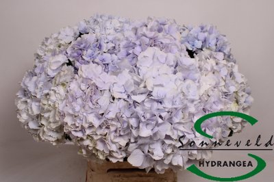 Hydrangea royal supreme