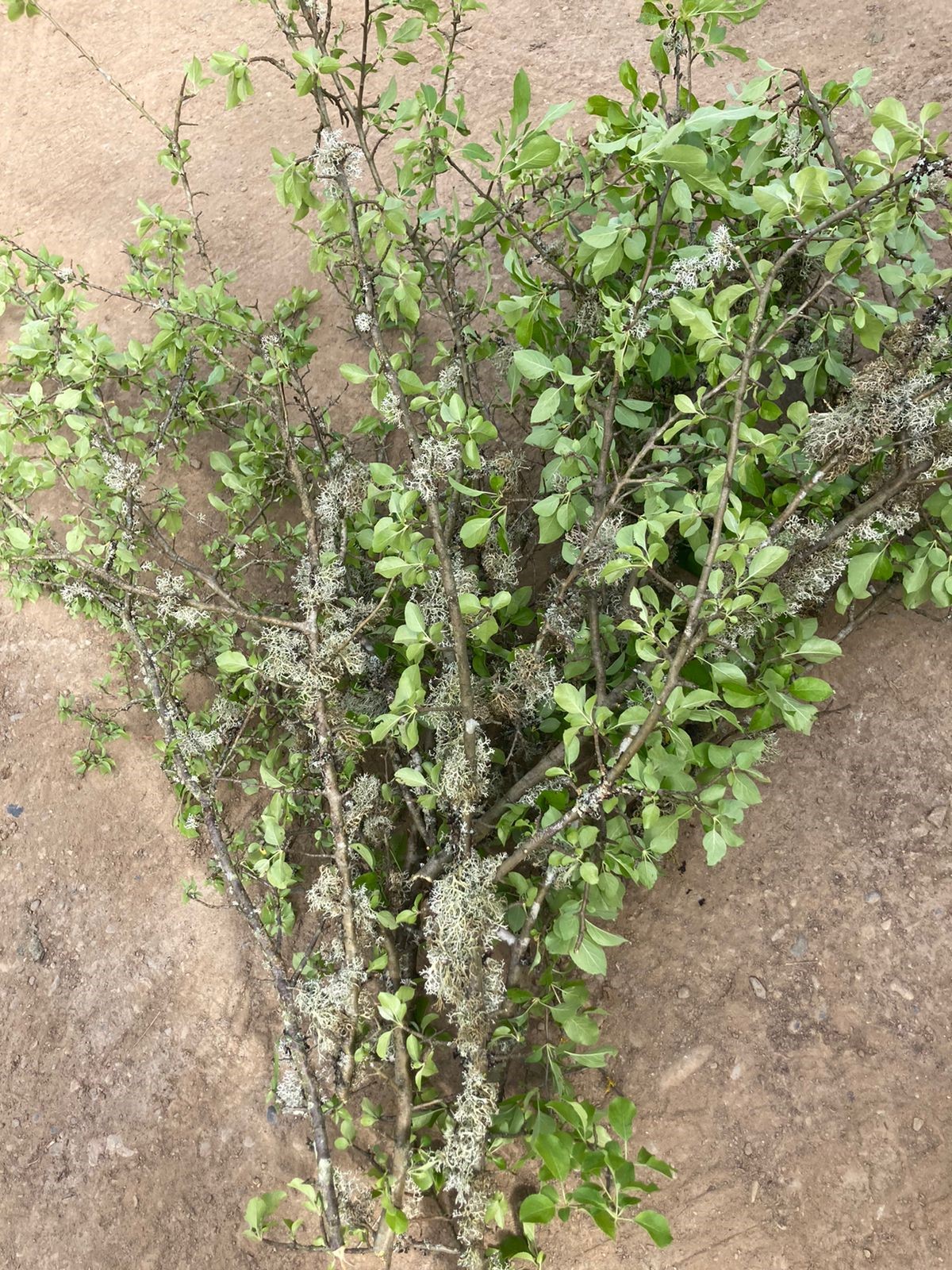 Branch Malus