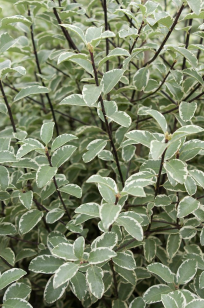 Blad Pittosporum green