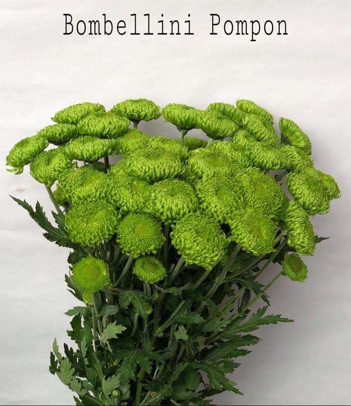 Chrysanthemum spray bombellini