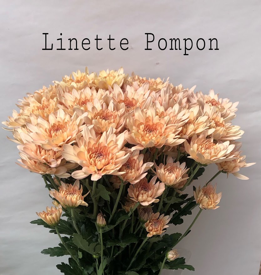 Chrysanthemum spray cremon linette