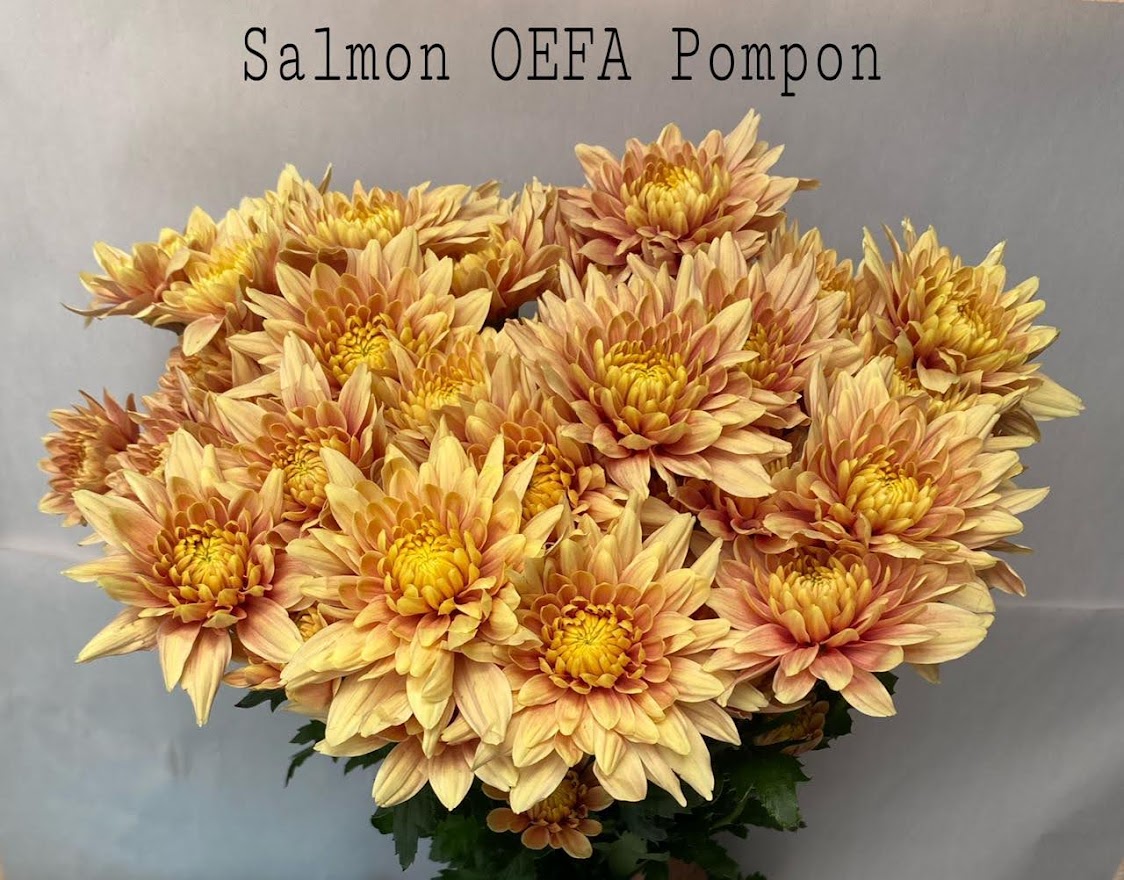 Chrysanthemum spray cremon salmon oefa